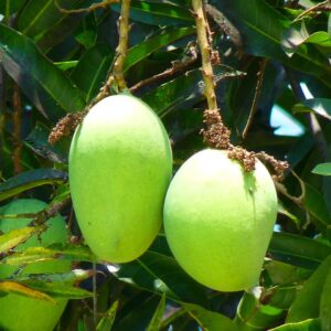 mango, green mango, nature, fruit, tree, juicy, yummy, food, exotic