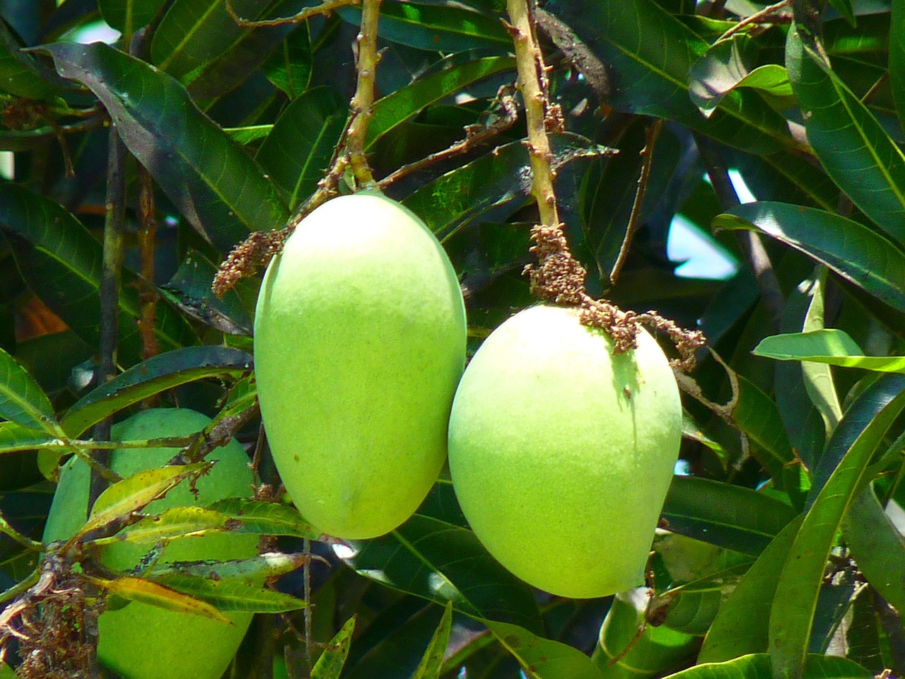 হিমসাগর আম: আমের রাজার ইতিহাস, স্বাস্থ্য উপকারিতা ও চেনার উপায়